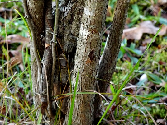 {Crataegus phaenopyrum}
